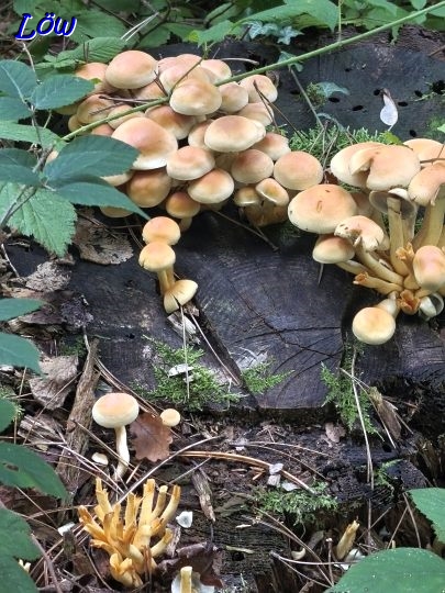 9.10.2025 - Baumschwämme