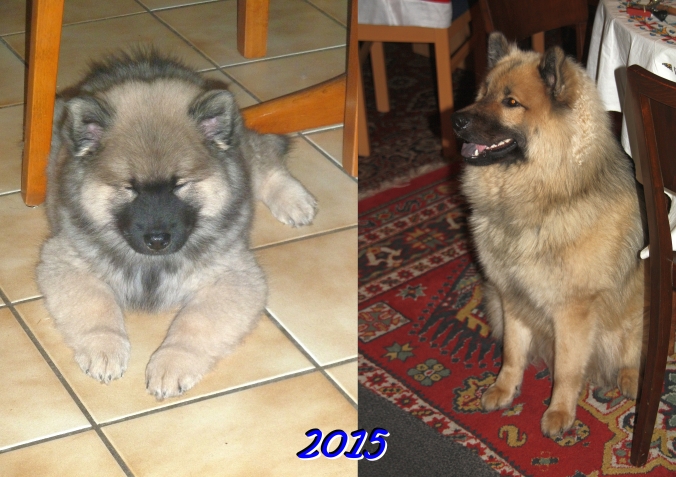 2015  - Das erste Jahr