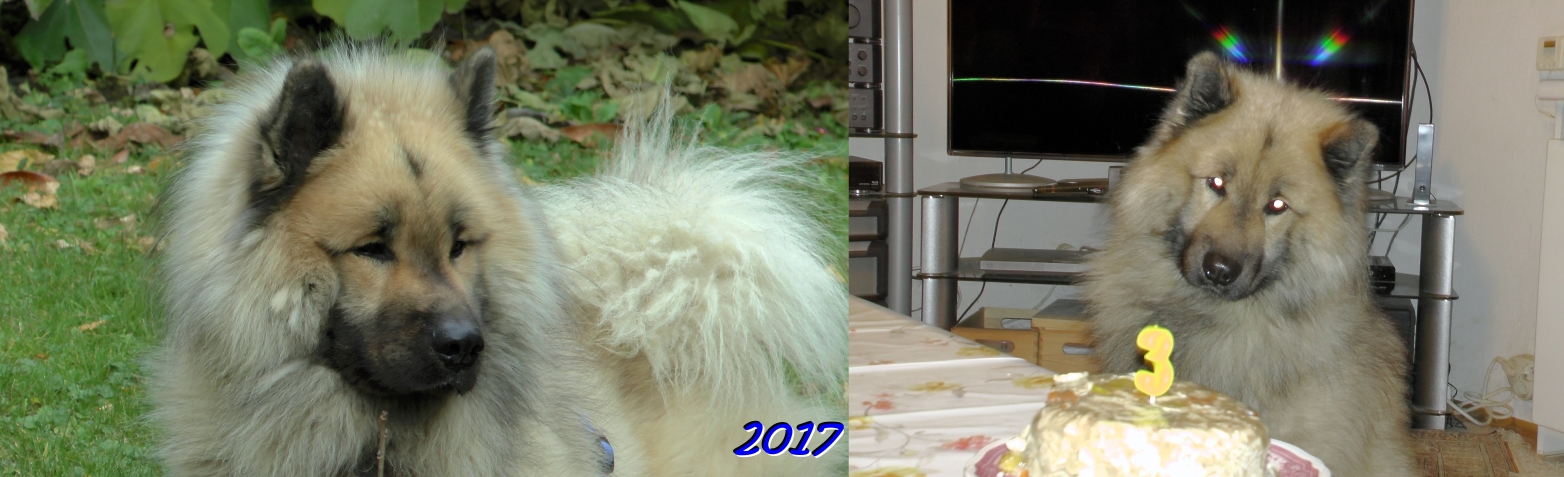 2017  - Das dritte Jahr