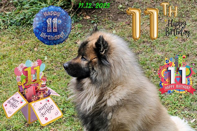 11.12.2025 - Dwix 11. Geburtstag