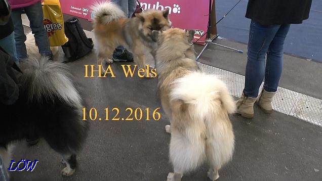 IHA Wels - 10.12.2016