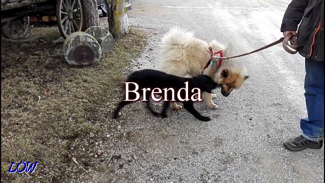 Brenda - Februar 2017
