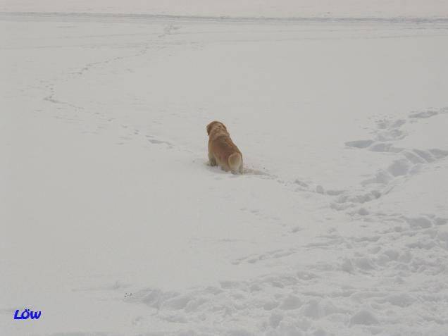 Februar 2006 - Im Schnee verwirrt
