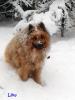 26.11.2013 - Hund im Schnee